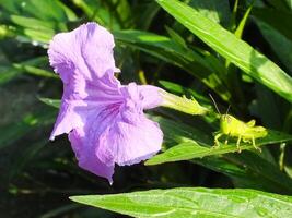 morgon- solljus, skön landskap av en lila blomma och en små gräshoppa ta en resten på en blad på de botanisk trädgård. makro fotografi. stänga upp. foto