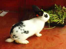 söt rolig och fluffig svart och vit kanin i de ladugård. förtjusande husdjur med mjuk ludd foto