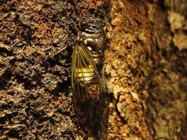 makro Foto stänga upp av en cikada insekt, cikada uppflugen på en gren i dess naturlig livsmiljö. cikadomorfa ett insekt den där kan göra ljud förbi vibrerande dess vingar.
