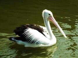 bild av australier pelikan fågel simning i en sjö på solig dagar. pelecanus conspicillatus är ett vatten- fågel. foto