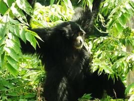 siamang gibbon symphalangus syndaktylus, bland frodig träd blad på solig dagar foto