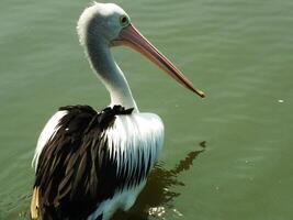 bild av australier pelikan fågel simning i en sjö på solig dagar. pelecanus conspicillatus är ett vatten- fågel. foto