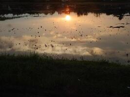 abstrakt bakgrund bild av en soluppgång reflexion på en träsk vatten yta. silhuetter av vass växande i lantlig kärr den där speglar gyllene ljus från de Sol foto