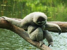 porträtt av javan silverren gibbon, hylobater moloch på ljus dag ljus. aktiva primat ser för mat. grå gibbon på de träd logga, java, indonesien i Asien. foto