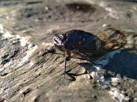 en cikada är uppflugen på en yta av en sten. stänga upp av cikader eller cicadidae eller tanna japonensis insekt. skön varelse med vinge och mörk kropp foto