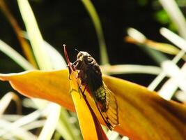 cikada insekt på naturlig livsmiljö. cikada vistas på de yta av de gren foto