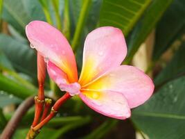 skön rosa frangipani blomma eller plumeria blomning på botanisk trädgård med färsk regndroppar på Det. tropisk spa blomma. foto