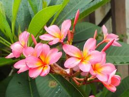 skön rosa frangipani blomma eller plumeria blomning på botanisk trädgård med färsk regndroppar på Det. tropisk spa blomma. foto