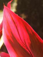 stänga upp Foto av florica cordyline växt belyst upp varm rosa fuchsia förbi de Sol i de trädgård. bakgrund bild av röd löv.