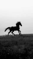 galopperande häst, en silhuett av en häst galopperande tvärs över ett öppen fält, manen strömmande i de vind foto