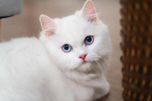 en vit katt med blå ögon är om på de golv i de levande rum på Hem. foto