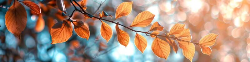 värma solbelyst höst löv med en mjuk bokeh bakgrund foto