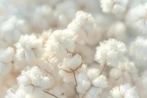 stänga upp av mjuk vit bomull blooms i mjuk ljus foto