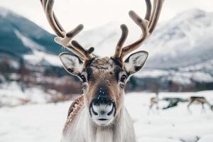 en rådjur med horn är stående i de snö foto