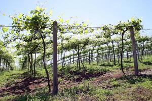 landskap och detaljer av skön vingård i sydlig Brasilien foto