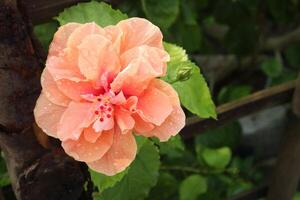 rosa hibiskus blomma på träd i bruka foto