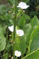 echinodorus palifolius blomma växt på bruka foto