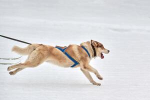 skijoring hundsport racing foto