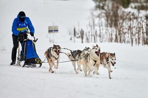 husky slädhundkapplöpning foto