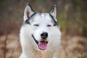 sibirisk hes hund med smal ögon, rolig leende hes hund med skrattande ögon, söt vovve känslor foto