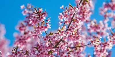 rosa körsbär blomma, skön rosa blommor av japansk körsbär träd på blå himmel bakgrund i trädgård foto