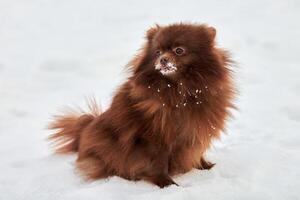 Lycklig pomeranian spets hund på vinter- utomhus- gående full storlek profil porträtt söt choklad spets foto