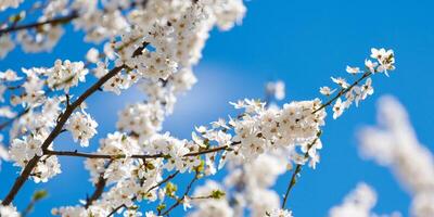 vit plommon blomma på blå himmel bakgrund, skön vit blommor av prunus träd i stad trädgård foto