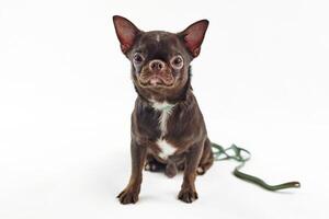 kort håriga brun chihuahua hund stor öron isolerat på vit bakgrund söt förtjusande chihuahua hund foto