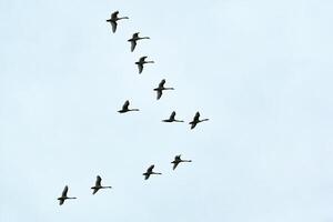 flock fåglar, svanar som flyger på blå himmel i v-formation foto
