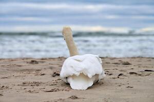 vit knölsvan sitter på sandstrand hör Östersjön foto