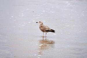 larus michahellis, gulbent mås som går på stranden foto