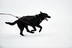 kör husky hund på slädhund racing foto