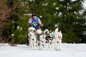 husky slädhundkapplöpning foto