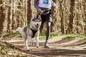 löpning sibirisk hes kälke hund i sele dragande man på höst skog Land väg foto