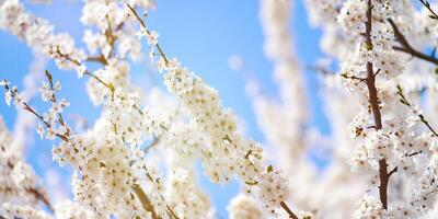 vit plommon blomma på blå himmel bakgrund, skön vit blommor av prunus träd i stad trädgård foto