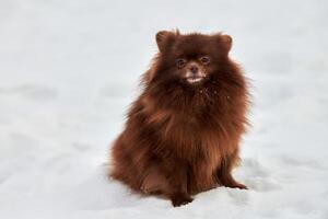 Lycklig pomeranian spets hund på vinter- utomhus- gående full storlek porträtt söt choklad spets foto