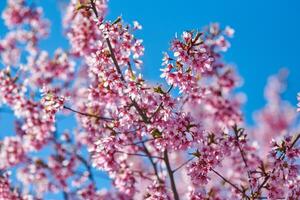 rosa körsbär blomma, skön rosa blommor av japansk körsbär träd på blå himmel bakgrund i trädgård foto