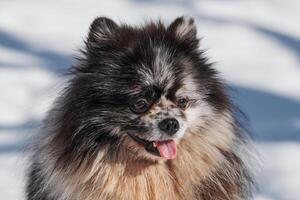 pomeranian spets hund stänga upp porträtt, söt svart marmor med solbränna spets valp Sammanträde på snö foto