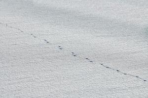 fågel fotspår och spår på vit snö, närbild foto