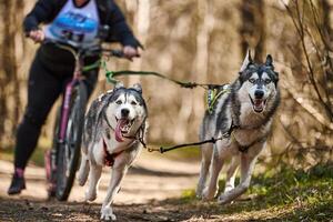 löpning sibirisk hes kälke hundar i sele dragande skoter på höst skog torr landa skoter foto