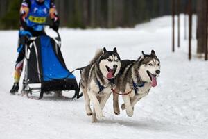 husky slädhundkapplöpning foto