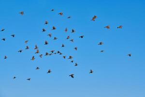 sparvar flock flugor i blå himmel foto