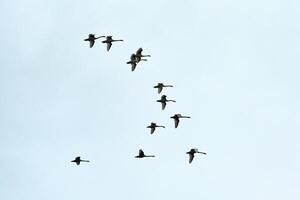 flock fåglar, svanar som flyger på blå himmel i v-formation foto