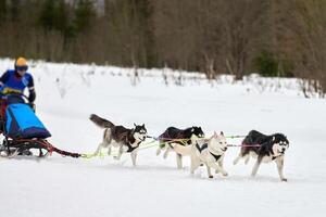 husky slädhundkapplöpning foto