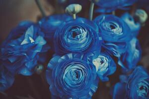 majestätisk kunglig blå ranunkel blommor i dramatisk belysning foto