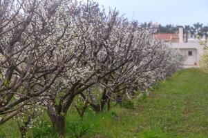 vit plommon blomma, skön vit blommor av prunus träd i stad trädgård, detaljerad makro stänga upp plommon gren. 2 foto