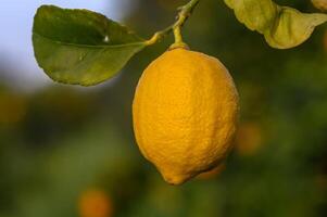 gul citrus- citron- frukt och grön löv i de trädgård. citrus- citron- växande på en träd gren närbild.5 foto