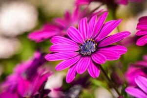 skön blommande buske av osteospermum. de magenta-lila Färg kronblad blommor i grund djup av fält. 1 foto