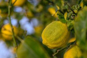 gul citrus- citron- frukt och grön löv i de trädgård. citrus- citron- växande på en träd gren närbild.17 foto