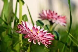 två blommor av vit och rosa magarita skön och delikat på en suddig gräs bakgrund 2 foto